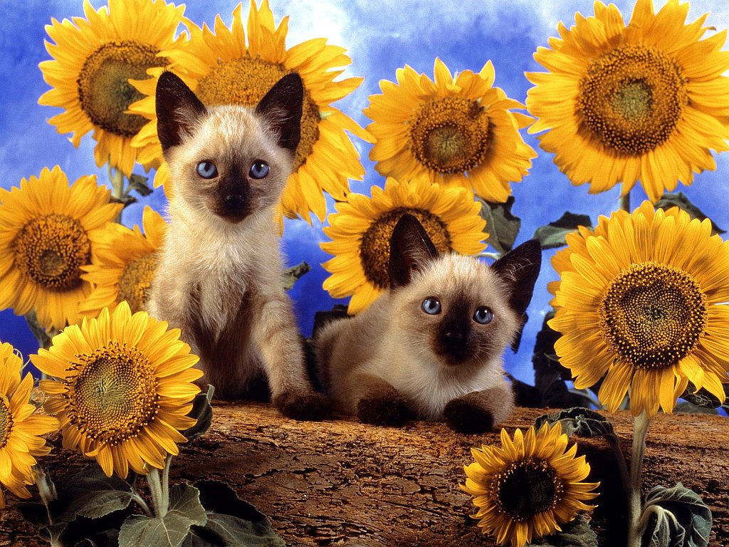 A Little Sunshine